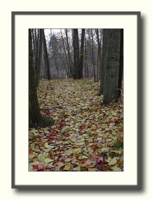 Leafy Trail.jpg