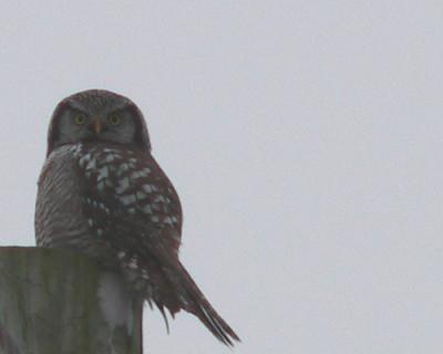 The Northern Hawk Owl - high up on a hydro pole