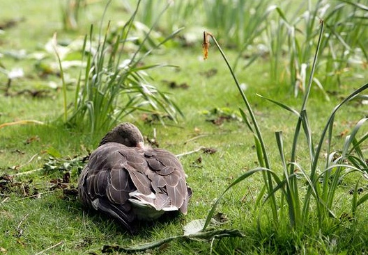 Updated duck.jpg