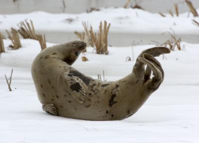  Plum Island, Parker River National Wildlife Refuge  Seal Pretzel at Stage Island Pool