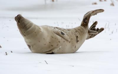  Plum Island, Parker River National Wildlife Refuge  Seal Stretch Flip Open at Stage Island Pool