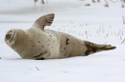  Plum Island, Parker River National Wildlife Refuge  Seal Waving at Stage Island Pool