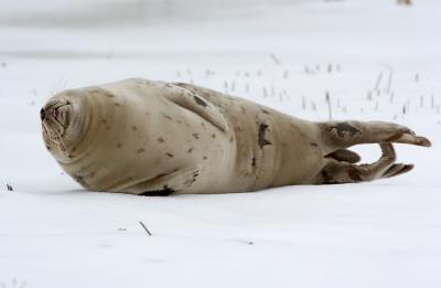  Plum Island, Parker River National Wildlife Refuge Seal Zonked Out. at Stage Island Pool