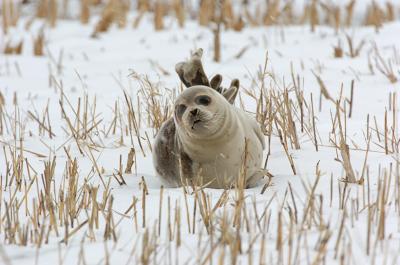   Plum Island, Parker River National Wildlife Refuge Seal Looking~Flippers Up at Stage Island Pool