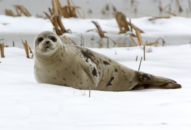 Plum Island, Parker River National Wildlife Refuge  Seal Lounging Left Looking at Stage Island Pool