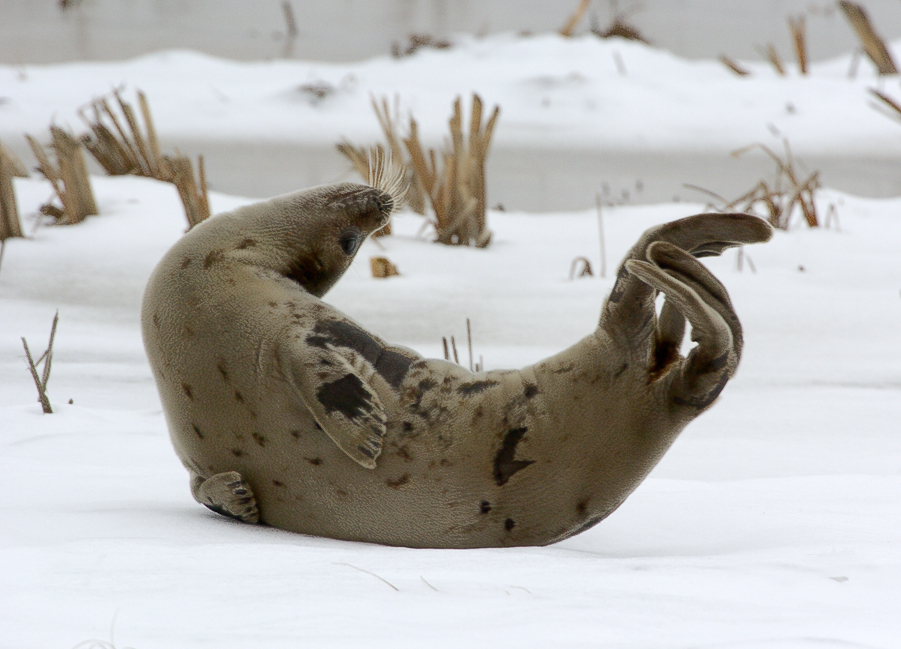  Plum Island, Parker River National Wildlife Refuge  Seal Pretzel at Stage Island Pool