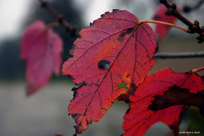 25th entry. Jan 15, 2005. Red Leaf