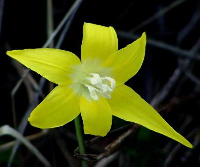 Glacier Lily