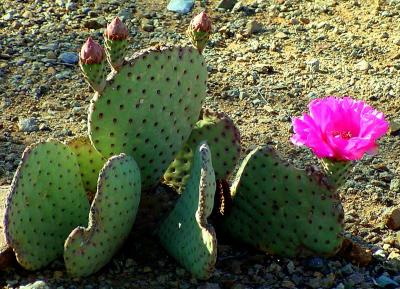 Cactus Bloom