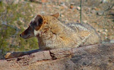 Coyote