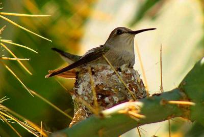 Hummingbird