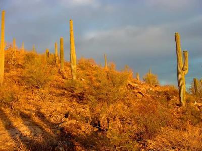 Saguaro NP