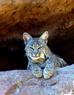 Bobcat