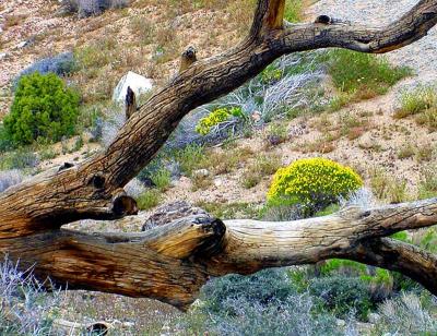 Joshua Tree NP