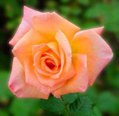 Rose Garden, Mission San Luis Rey