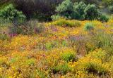 Wildflowers, Aguanga