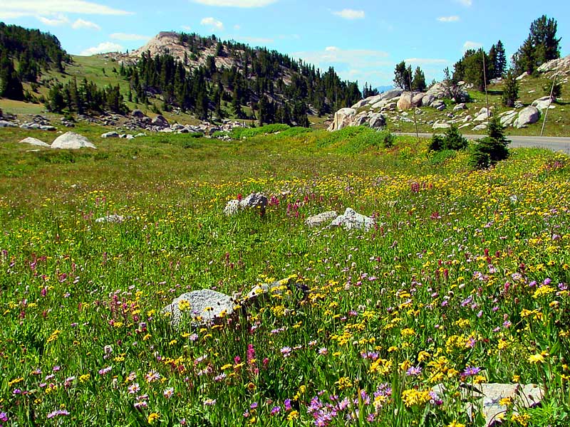 Colorful Meadow