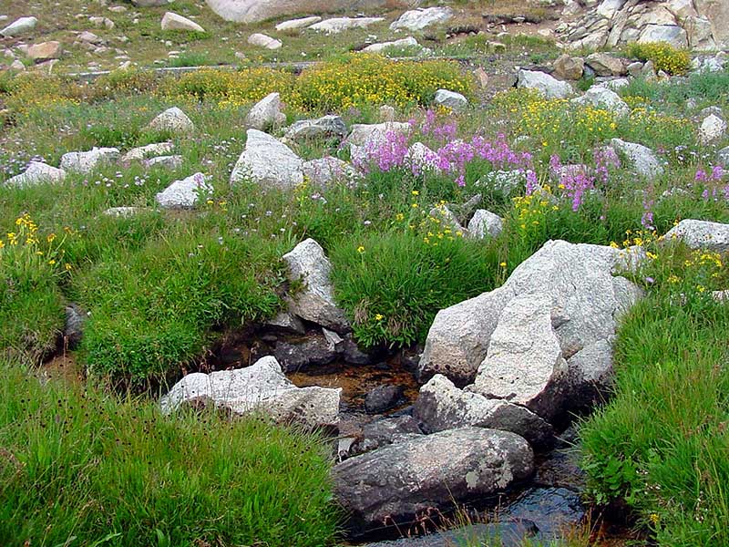 Tiny Stream