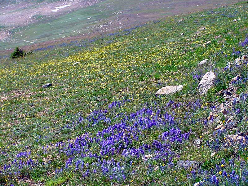 Wildflowers