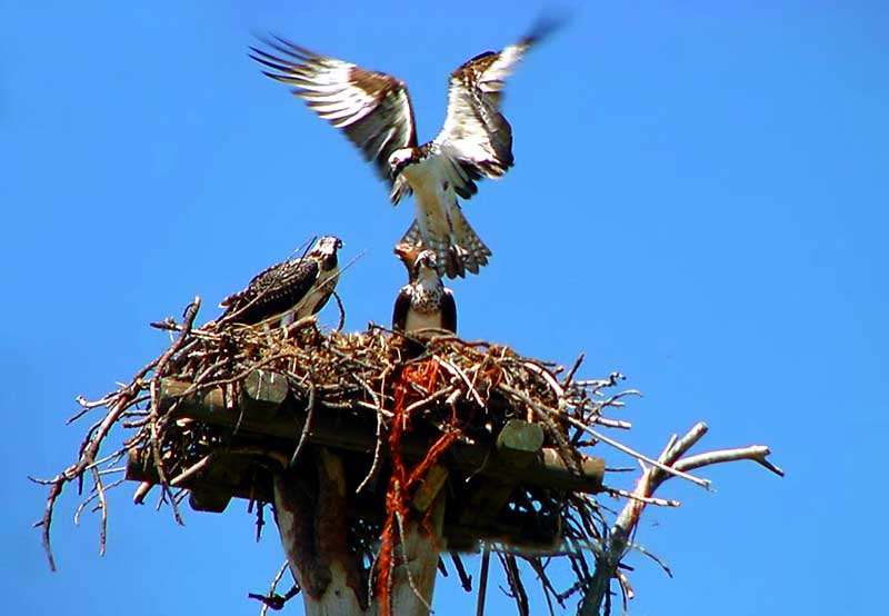 Osprey Family