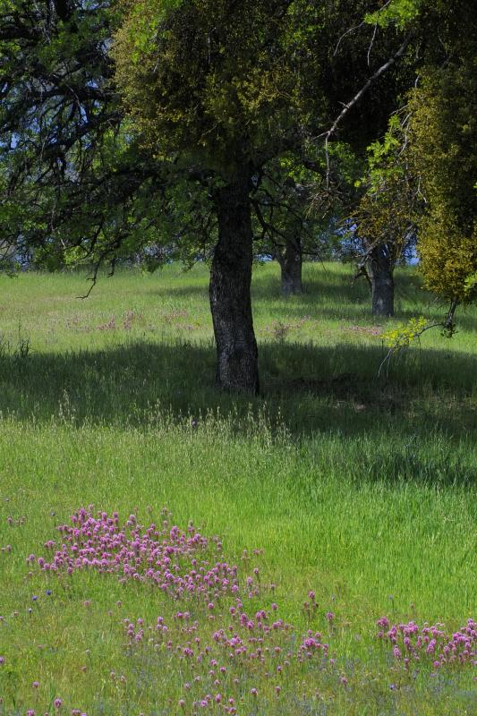 wildflowers