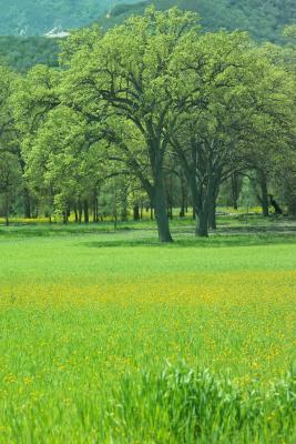 barley, oaks