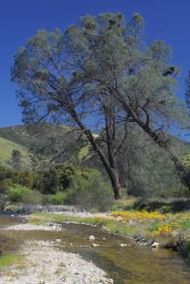 creek at pinnacles