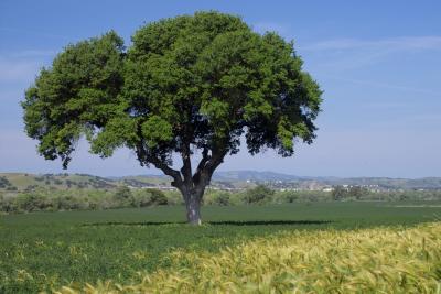 california oak tree