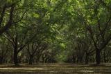 almond orchard