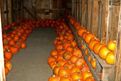 Fall fest - pumpkin give-a-way!