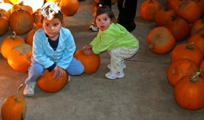 Fall fest - Picking out pumpkins