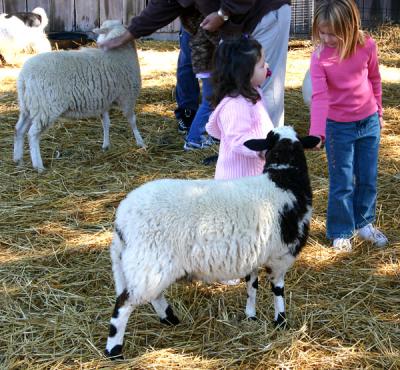 Fall fest - Petting zoo