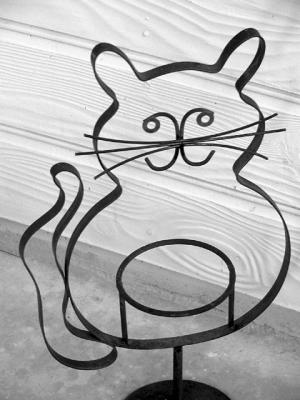 cat.jpg