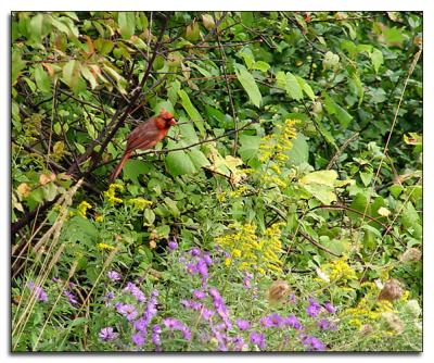 Cardinal sighting