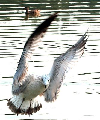 GullLook.jpg