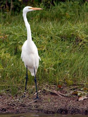 GreatWhiteHeron.jpg