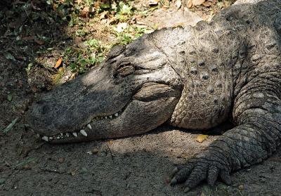 u13/sshyone/medium/41700529.Gator_0520.jpg