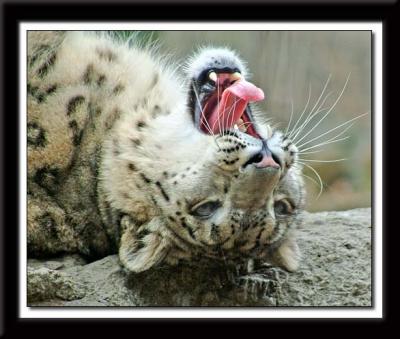 u13/stang128/medium/41647642.SnowLeopard037web.jpg