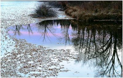 Pond-Reflection.jpg