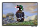 Wood Duck_P9E1437.jpg