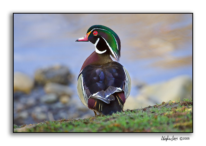 Wood Duck_P9E1437.jpg