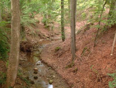 Canyon-1.jpg