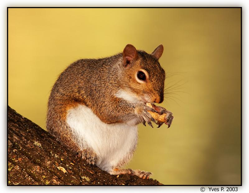 <b>9th Place (tie)<br>Hungry ... </b><br> by Yves P.