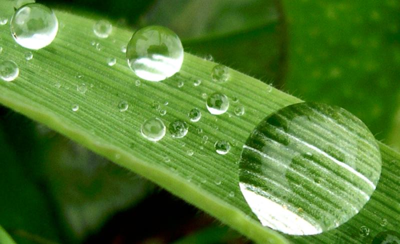 <b>Raindrops</b><br> by vera