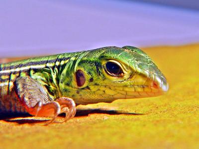 a lizard portrait<br> by johann707