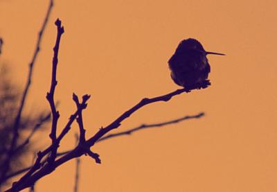 Winter Hummingbirdby bbzippo