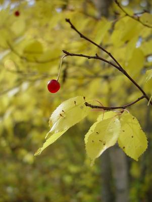 Pin Cherry by canadian ann