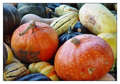 The Harvestby Bev Brink