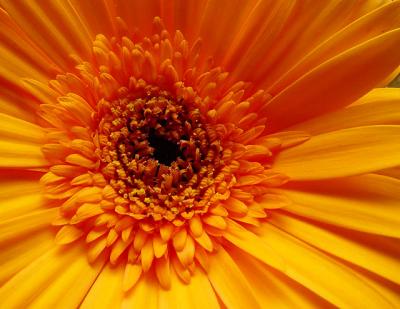 inner circle by Peggy