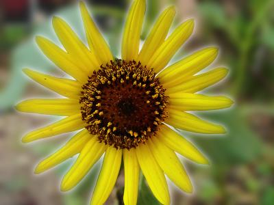 Sunlit Circle by Harry Behret